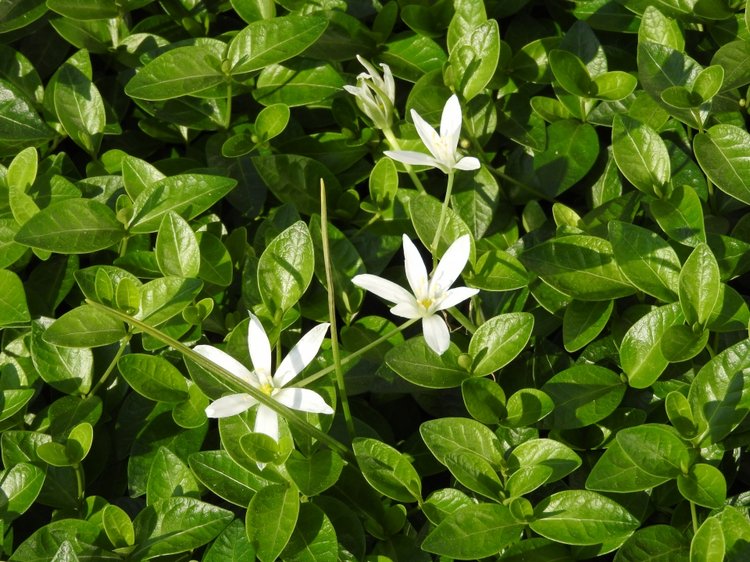 Словения, Светланка и маленький «герой» в одном ботинке