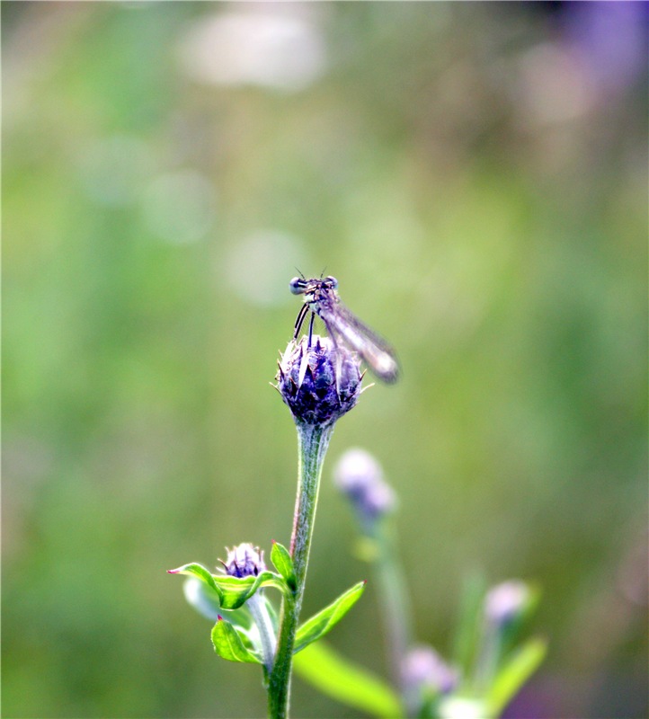 Просто Соня. Уникальные куклы от Сильвии Наттерер | Бэйбики Просто Соня. Уникальные куклы от Сильвии Наттерер