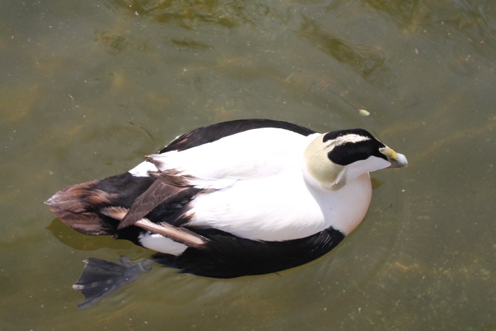 По Германии: зоопарк Лейпцига, часть 1