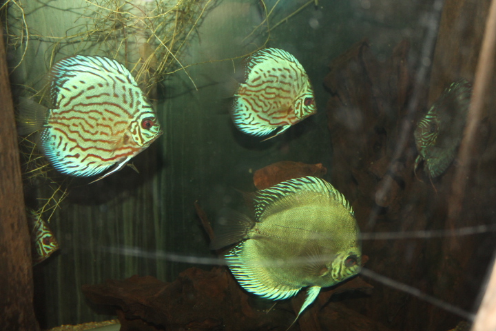 По Германии: зоопарк Лейпцига, часть 1