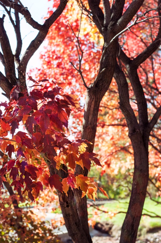 Душа Осени | Бэйбики Душа Осени — Куклы Iplehouse (Иплхаус): BJD (БЖД) (фото 2)