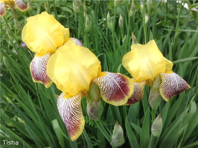 Малышки Шарнирочки из СССР, Кирово - Чепецкая фабрика