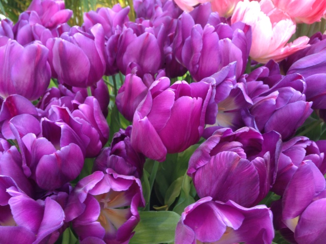 Прогулка Эмили в аптекарском огороде. H. Maciak | Бэйбики Прогулка Эмили в аптекарском огороде. H. Maciak