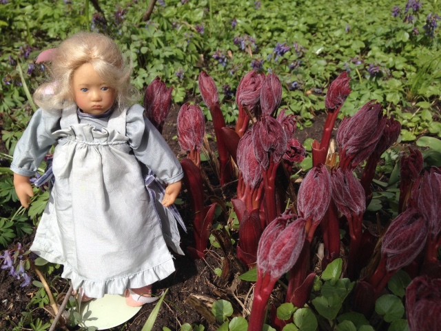 Фотосессия Скилле в Аптекарском огороде. Skille mini club от A. Himstedt