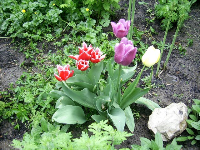 Прогулка между каплями дождя :) Коллекционная кукла Пиппина от Сюзан Липпл (фото 3)