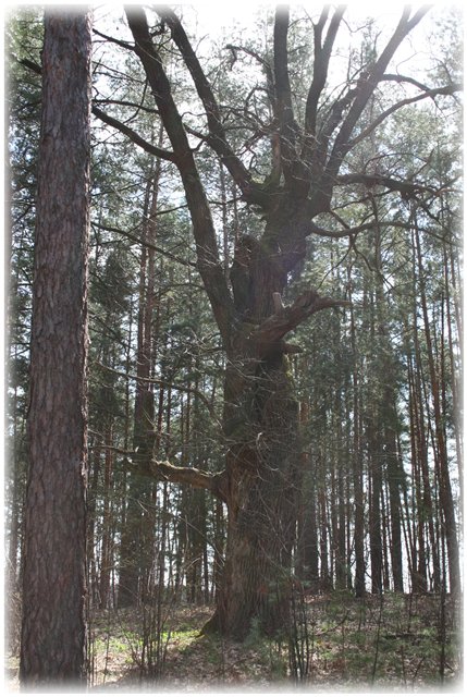 Небольшой поход Вихтелят на Ирдынские болота