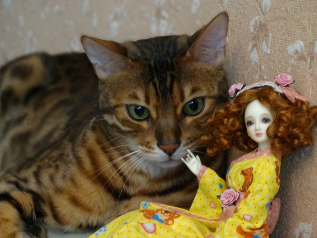 Метелька и её новый друг | Бэйбики Метелька и её новый друг — Куклы Souldoll (Соулдолл): BJD (БЖД)