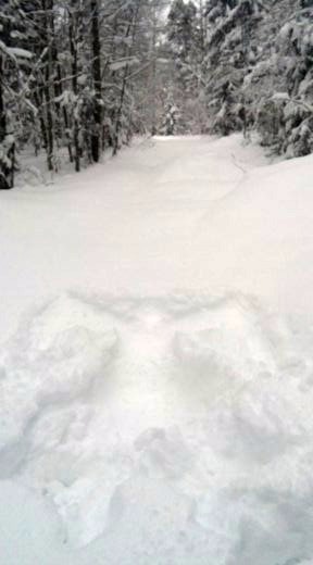 Прогулка в заснеженный лес с Морисом (фото 7)