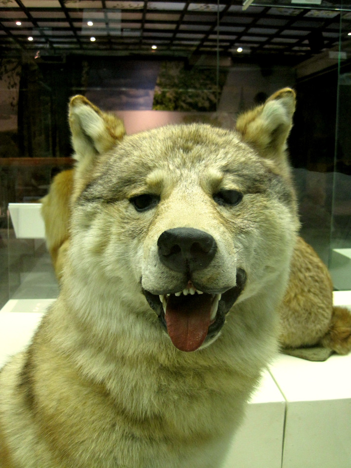 День в музее. Анжела в Государственном Дарвиновском музее