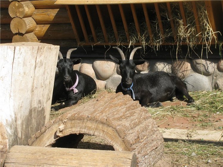 Как Антонио невесту выбирал | Бэйбики Как Антонио невесту выбирал