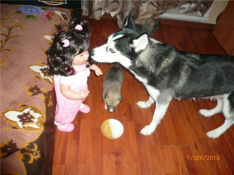 Куклы и собаки. Радость в нашем доме