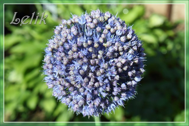 Цветочный рай, или новый наряд Ульяны (Pipa 2003 года, Gotz) | Бэйбики Цветочный рай, или новый наряд Ульяны (Pipa 2003 года, Gotz)