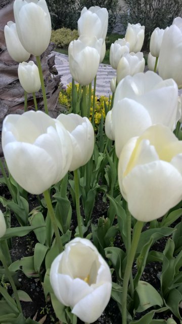 Сочи-парк, или, Русский Диснейленд. Часть 2