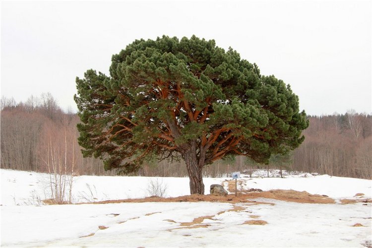 Весеннее путешествие. Продолжение (фото 4)