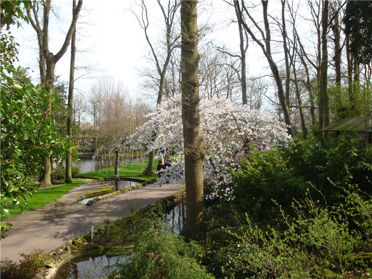 Парк цветов в Кеукенхоф (Keukenhof) в Нидерландах (Голландия)
