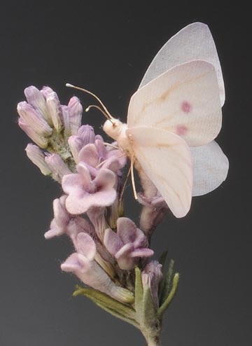 Куклы из коллекции "Феи цветов" от талантливого мастера R. John Wright