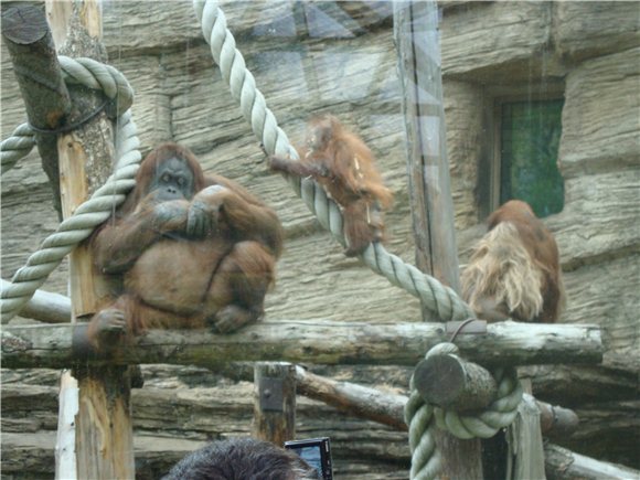 Наша традиционная майская прогулка по Московскому зоопарку (фото 10)