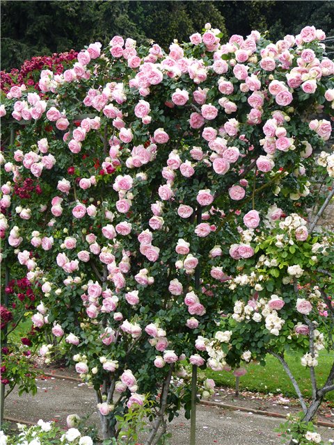 Мои фотозарисовки Лазурного берега Франции (фото 6)