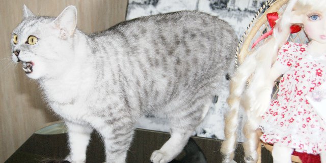 Azalea Kimberly Lasher и другие дюймовочки