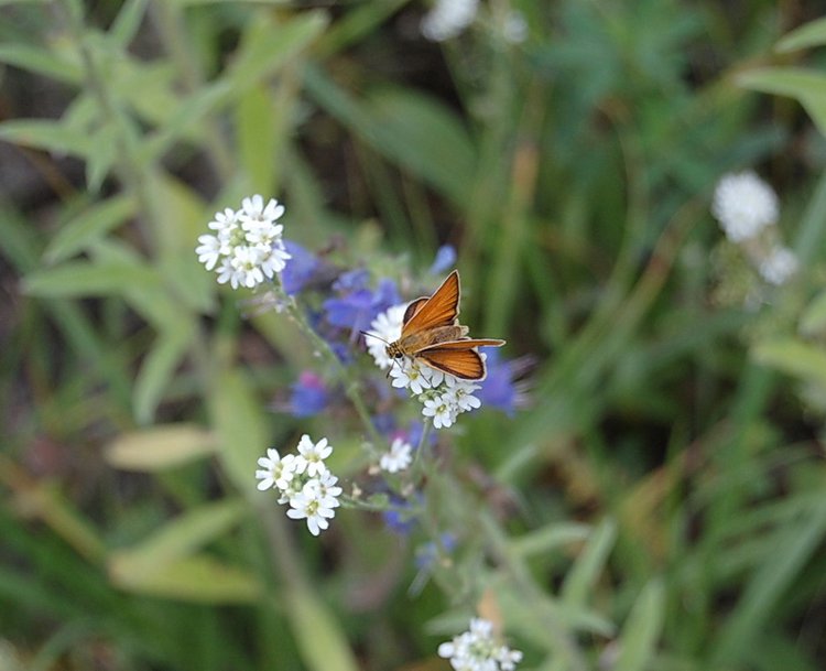 Воспоминание о лете. Джоанна от Susi Eimer (фото 3)