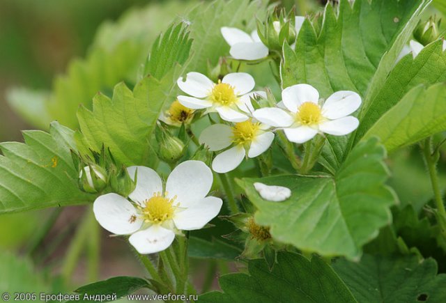 Сказка - коллекционная кукла Fragária vésca от Nicole Marschollek-Menzner