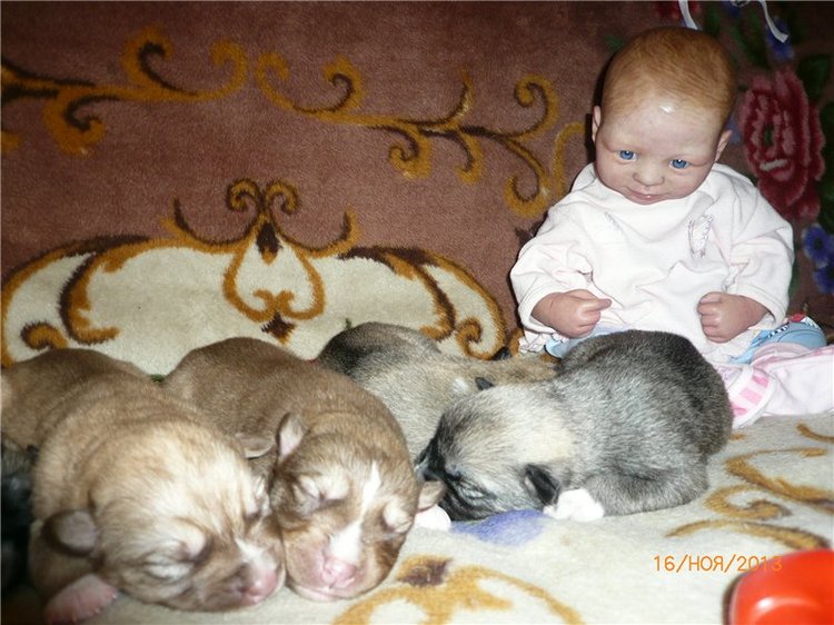 Куклы и собаки. Радость в нашем доме (фото 10)