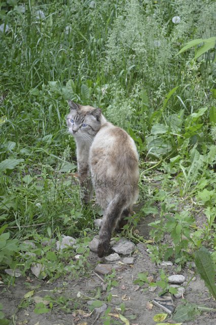 Яркие краски. Вихтели Rosemarie Anna Muller