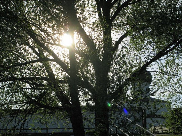 Прогулка с Райли. Riley от автора Helen Kish