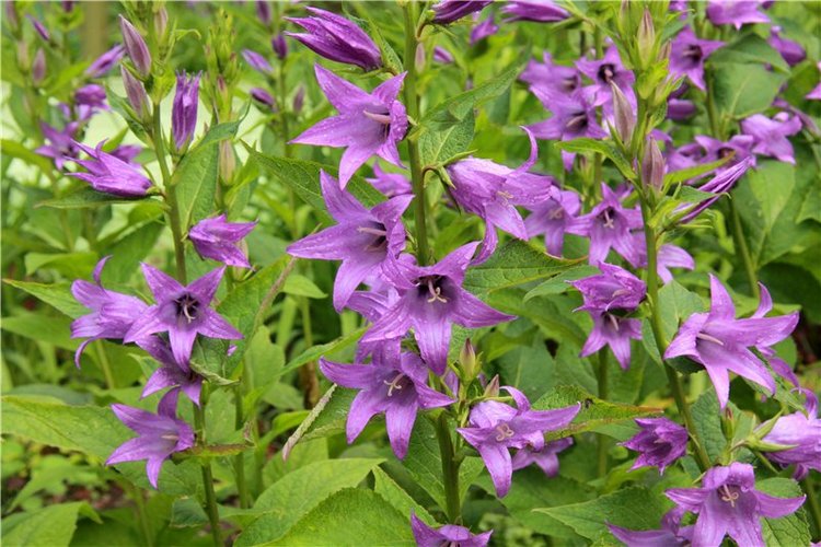 Кашин - город русского сердца. Заключительная часть. День города