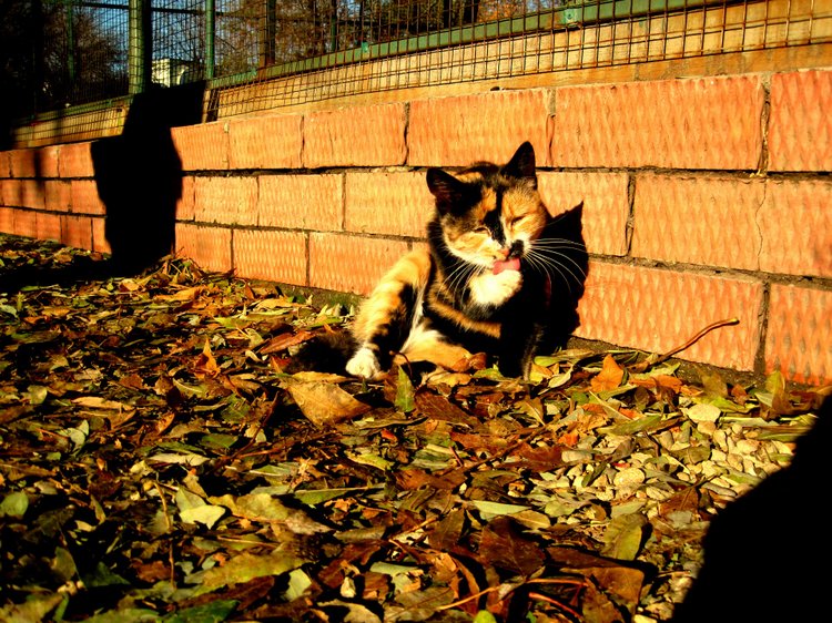 Путешествие к морю. Коллекционная кукла Фрося. Flori, Rolanda Heimer, Schildkrot