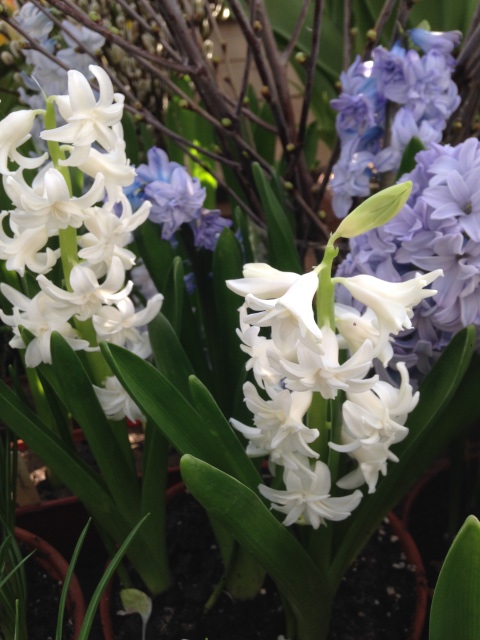 Прогулка Эмили в аптекарском огороде. H. Maciak | Бэйбики Прогулка Эмили в аптекарском огороде. H. Maciak