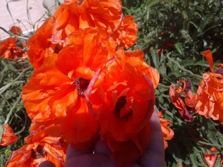 Природа Пскова: из весны в лето