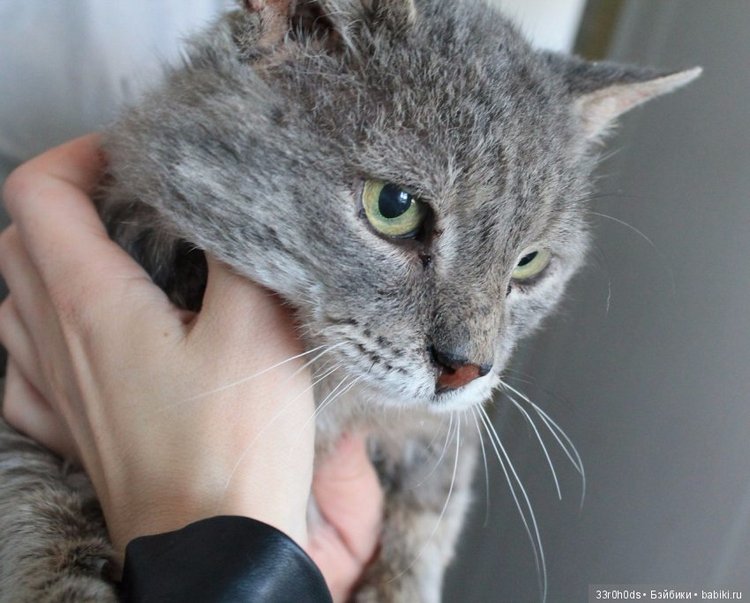 Не проходите мимо! Срочно нужна ваша помощь больным котикам и котятам (фото 2)