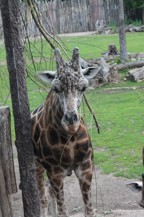 По Германии: зоопарк Лейпцига, часть 3