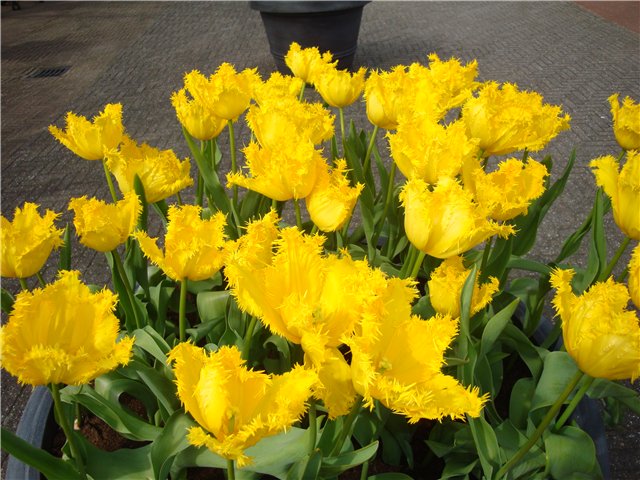 Парк цветов в Кеукенхоф (Keukenhof) в Нидерландах (Голландия) (фото 2)
