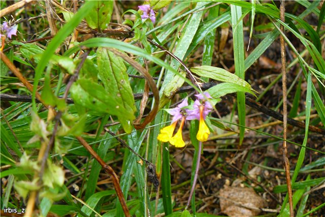 Осенняя сказка. Часть 3(заключительная). PukiFee Ante Ариэтти, PukiFee Bonnie Ариэль | Бэйбики Осенняя сказка. Часть 3(заключительная). PukiFee Ante Ариэтти, PukiFee Bonnie Ариэль