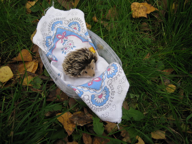 Неожиданная находка! Элис, PukiFee Ante (фото 9)