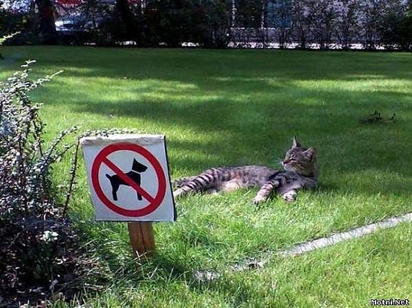 Без кота и жизнь не та — Болталка и разговоры обо всем: жизнь