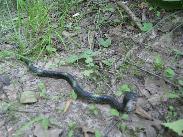 Лесная прогулка с куклой Готц