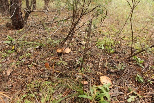 По грибы. Бузулукский бор