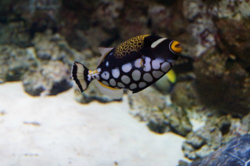 Воронежский океанариум — Туризм и путешествия: фотоотчеты из поездок