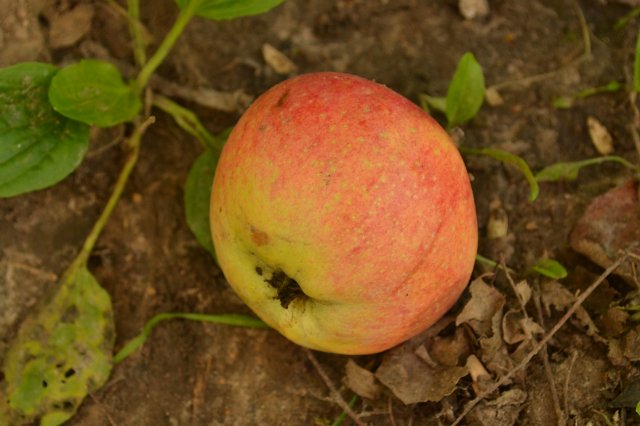 Садовая фея - джеечка Via Sant Andrea | Бэйбики Садовая фея - джеечка Via Sant Andrea (фото 2)