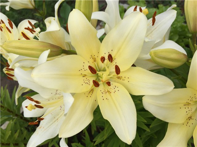 Ах, Мариетта. Еще одна — Куклы Carmen Gonzalez (Кармен Гонсалез): Мариетта