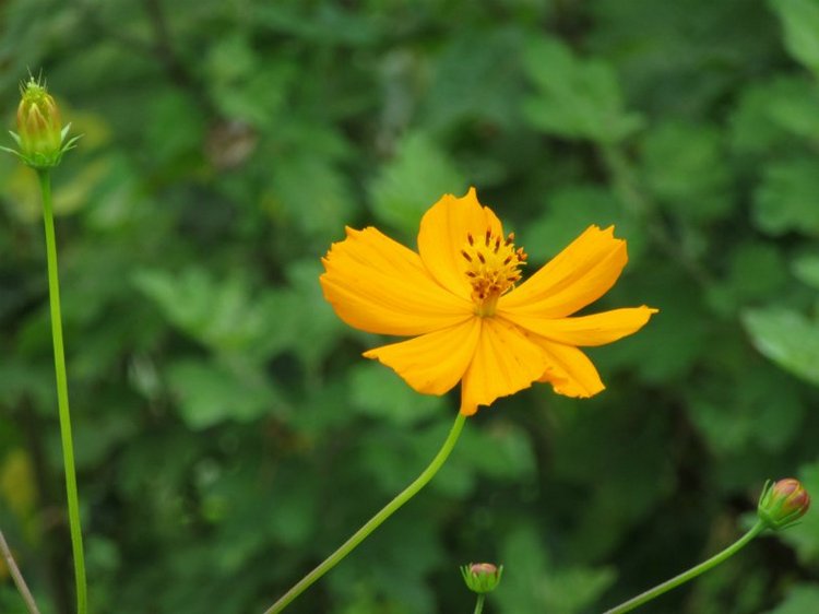 Комбинезон из куска льняной ткани для Хелены