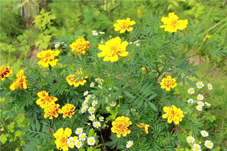 Иваниши. Храм Успения Пресвятой Богородицы