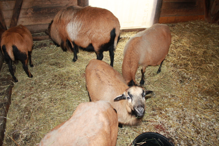 По Германии: зоопарк Лейпцига, часть 2