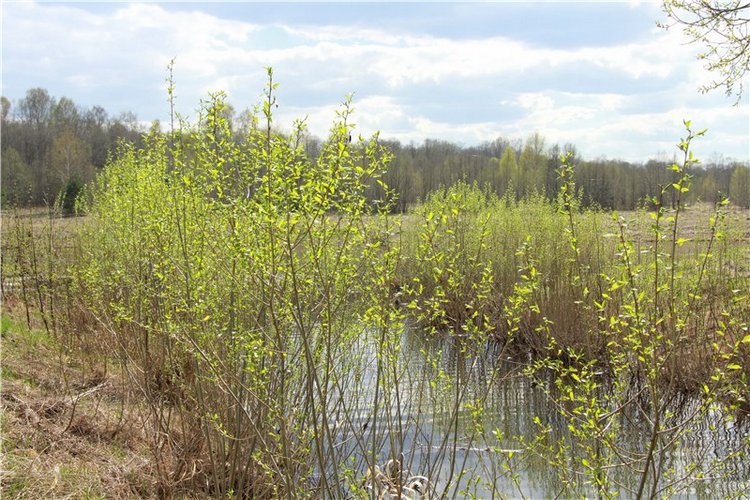 На водопад с Райли. Riley от автора Helen Kish