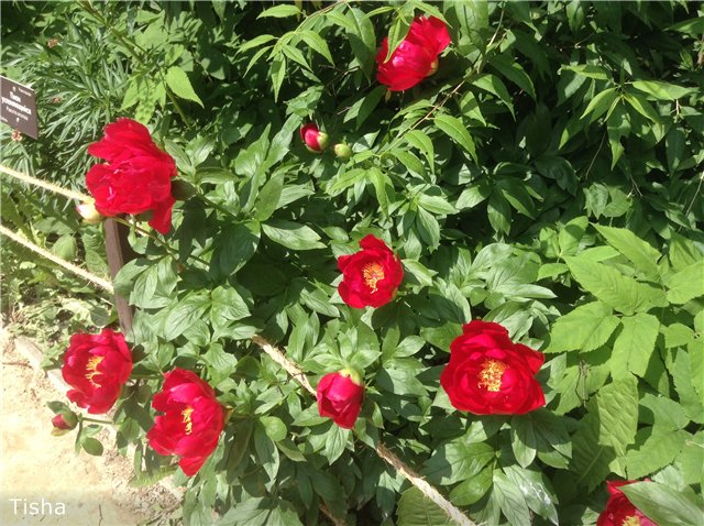 Малышки Sarah Key — Другие мини