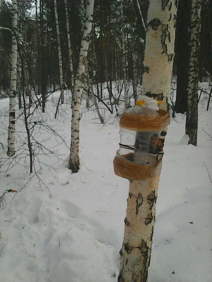 Интересное наблюдение за птицами у кормушки