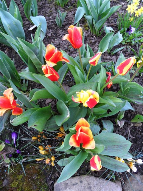 Люблю тебя, английская деревня